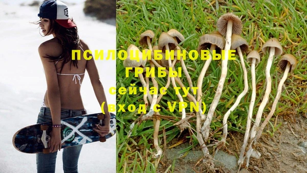 гашик Сосновый Бор